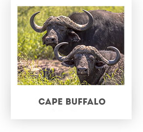 Cape Buffalo - Koornhuis Game Farm