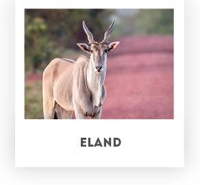 Eland - Koornhuis Game Farm