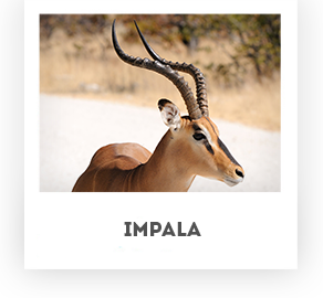 Impala - Koornhuis Game Farm