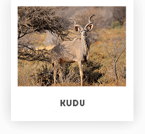 Kudu - Koornhuis Game Farm