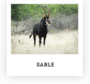 Koornhuis Game Farm - Sable