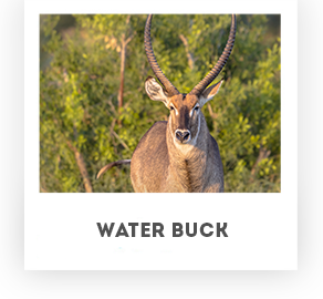 Water Buck - Koornhuis Game Farm
